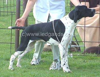 3rd Open Dog